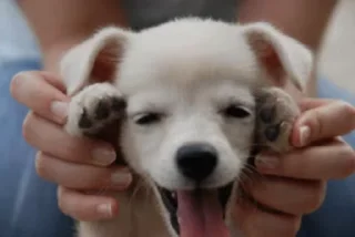 🐶