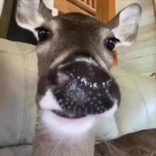 🤣