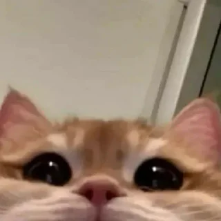 🐈