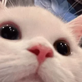 🥺