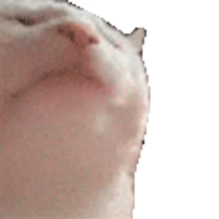 😸