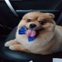 🐶