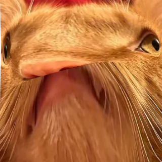 😎