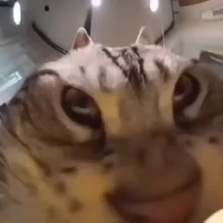 🌟