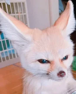 😡