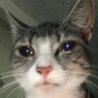 🎀