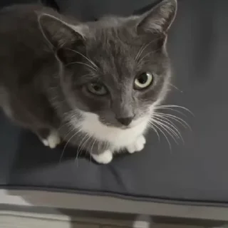🐈