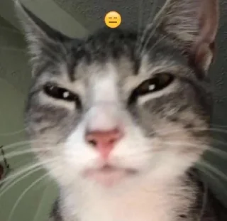 🤍