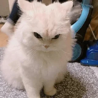 💗