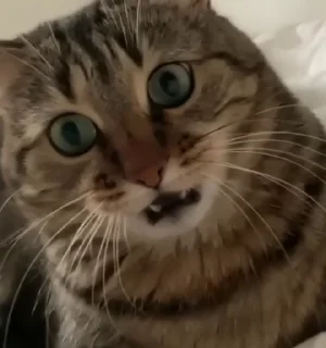 🦈