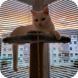 🐱