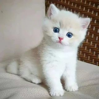 🐈