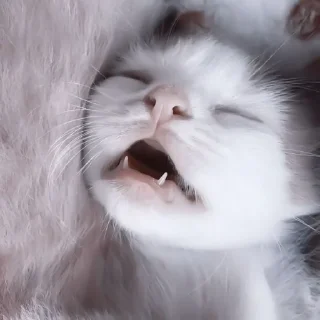 🥠
