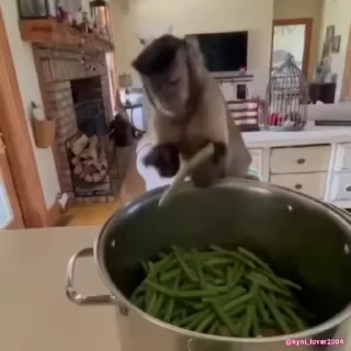 🐵