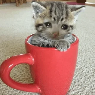 🥺