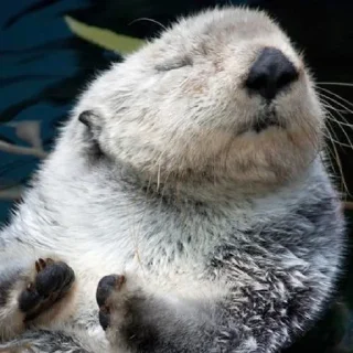🤚