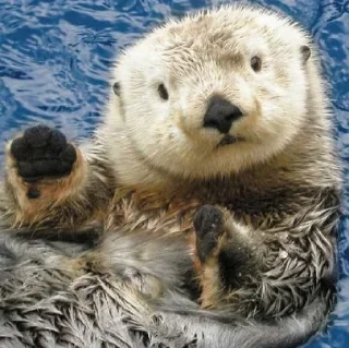 🤚
