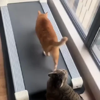 🐈‍⬛️