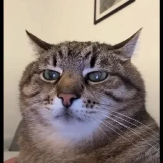 🤩