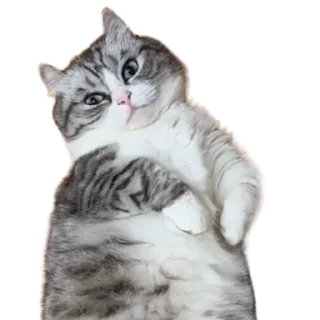 😺