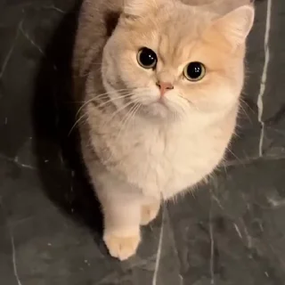🤩