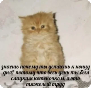 😻