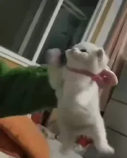 Котеки пиздяца (@TgSticker)