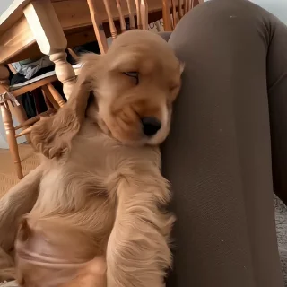 🐶