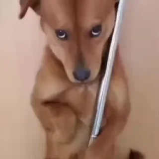 🌟