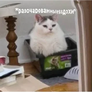 🙄
