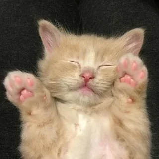 😴