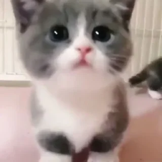🐈