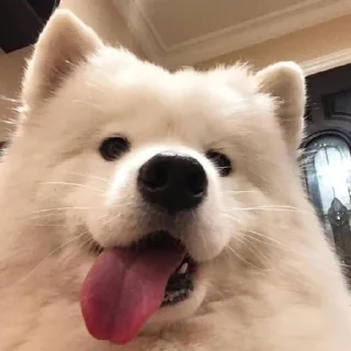 🐶