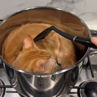 🐈‍⬛️