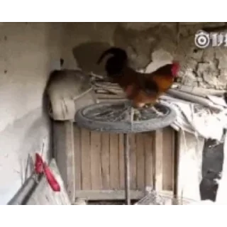 🐔