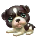 🐶