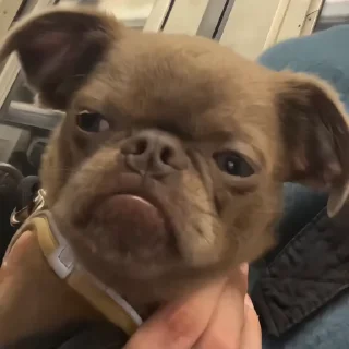 🐶