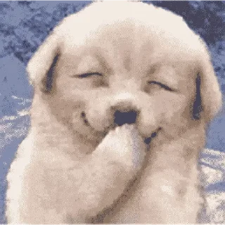 🐶