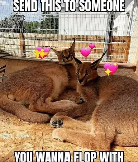 💖