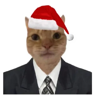 🐱