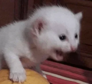 🥺