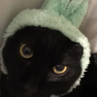😺