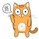🐱