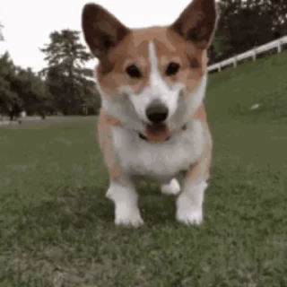 🐶
