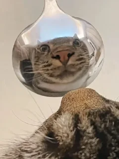 🌟