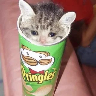 😿