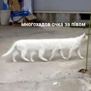 🍺