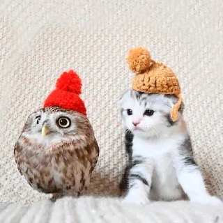 🐱