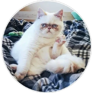 🐈