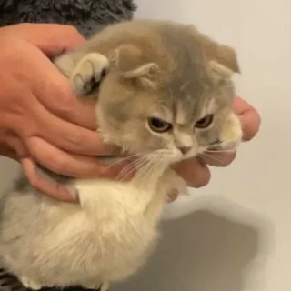 😠